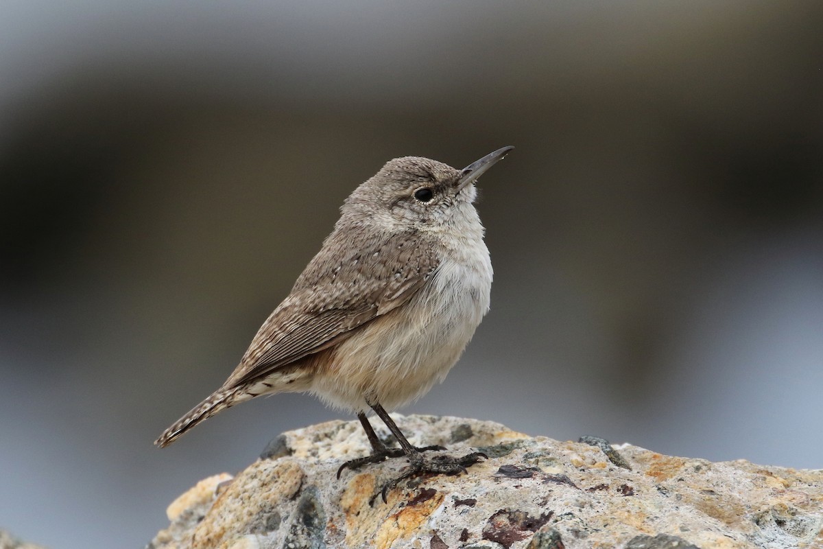 Rock Wren - David Forsyth