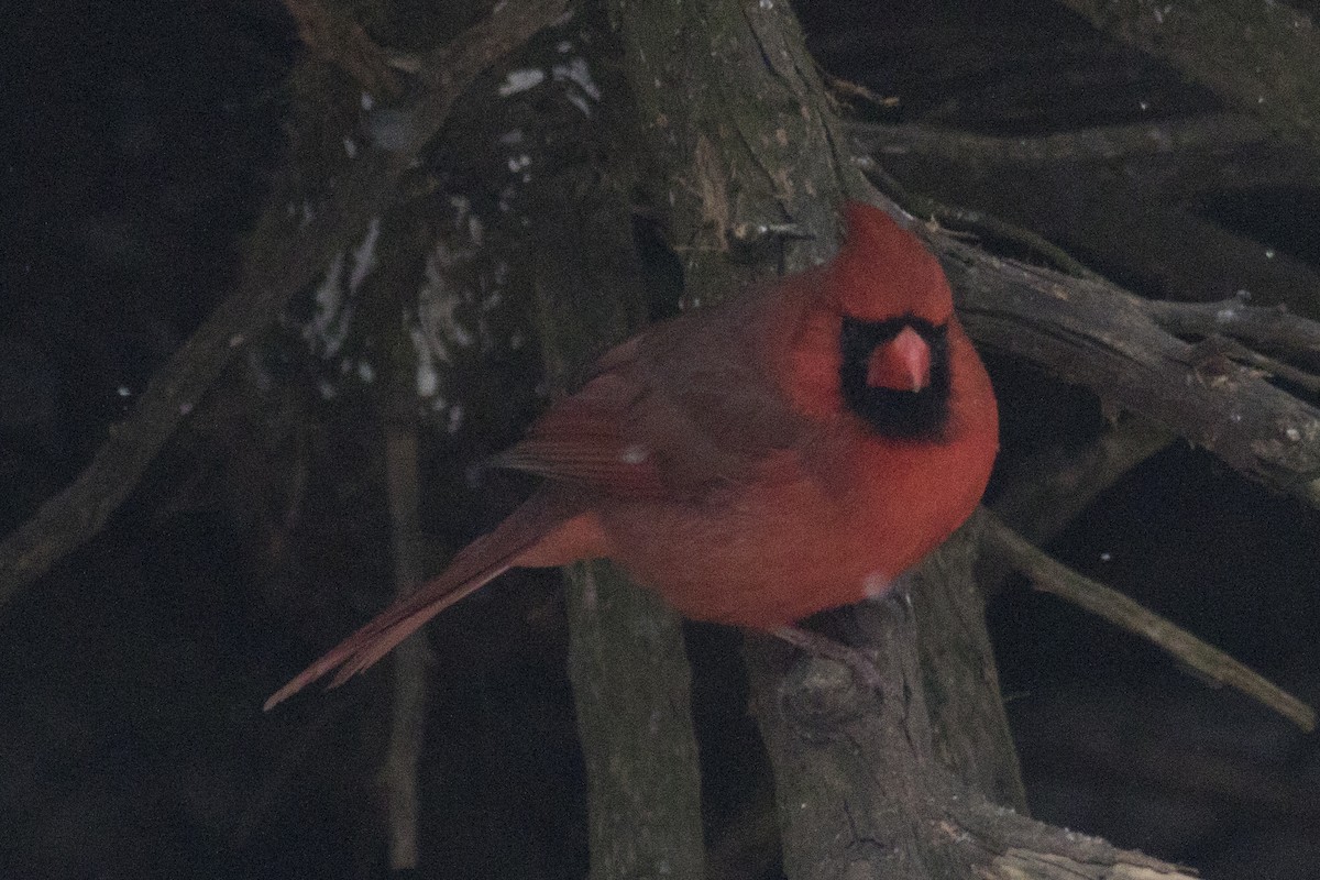 Northern Cardinal - ML90693941