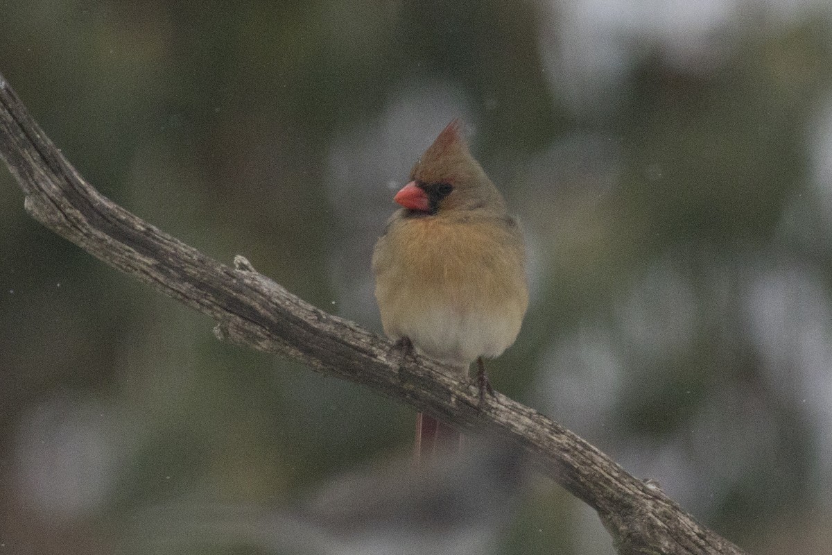 Northern Cardinal - ML90694191