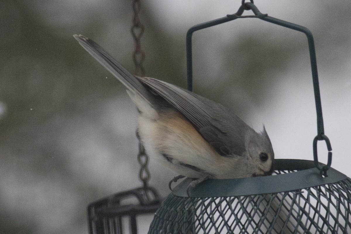 Tufted Titmouse - ML90694231