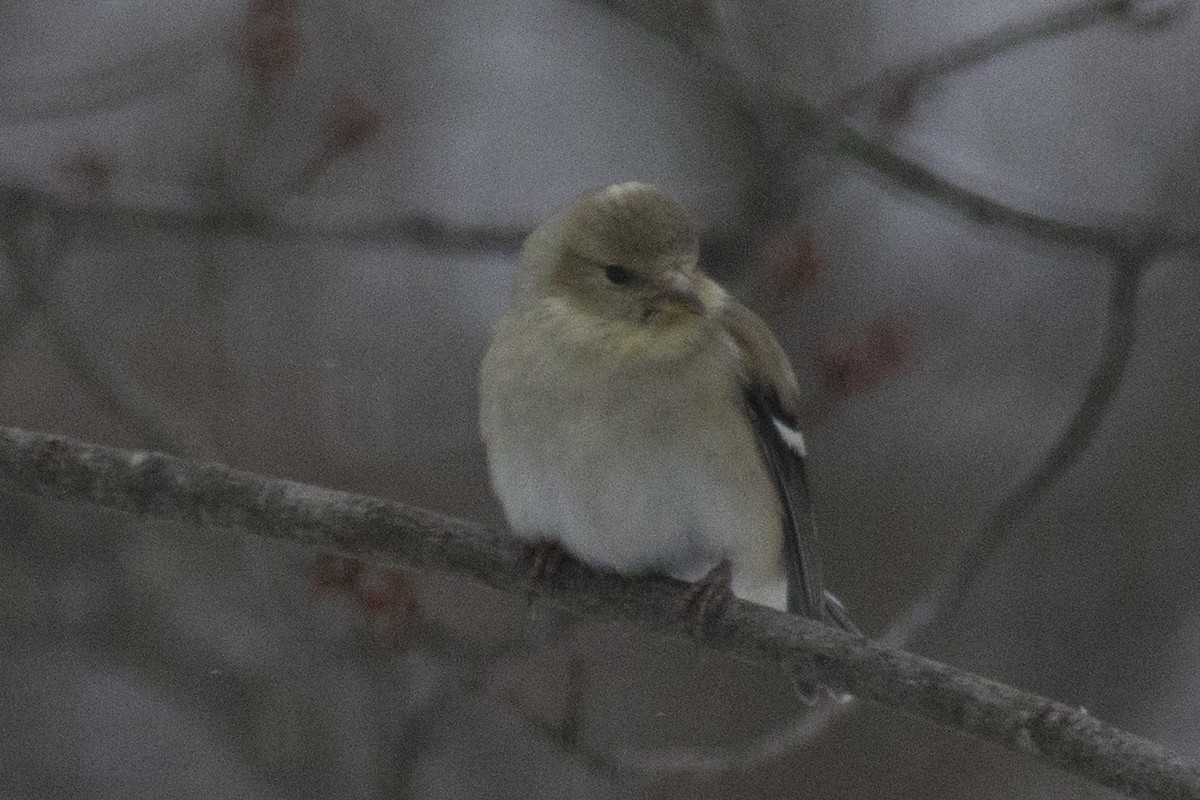 American Goldfinch - ML90694331