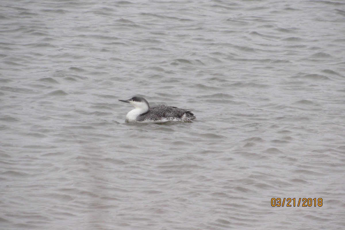 Red-throated Loon - ML90695771