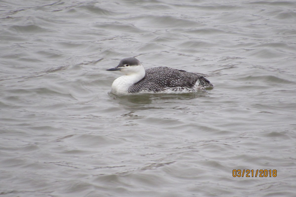 Red-throated Loon - ML90695781