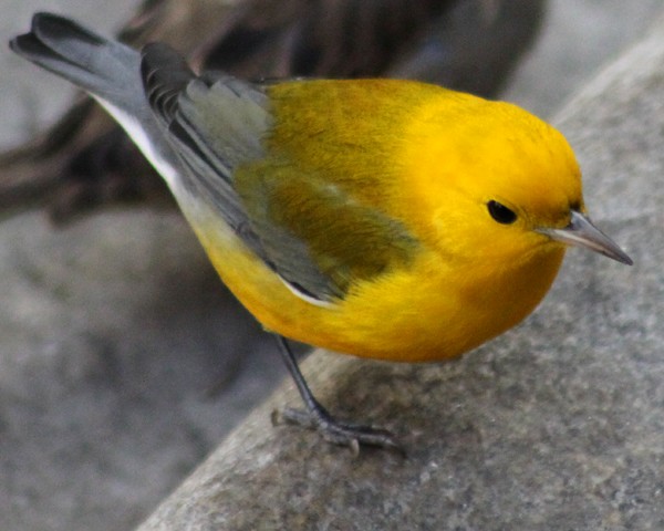 Prothonotary Warbler - ML90696691