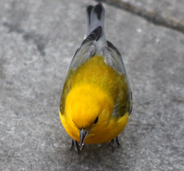 Prothonotary Warbler - ML90696701