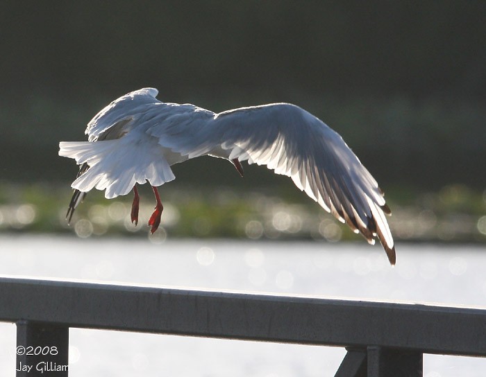 Black-headed Gull - ML90700181