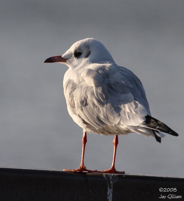 Black-headed Gull - ML90700191