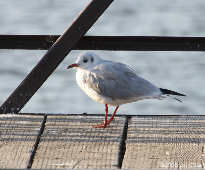 Black-headed Gull - ML90700201