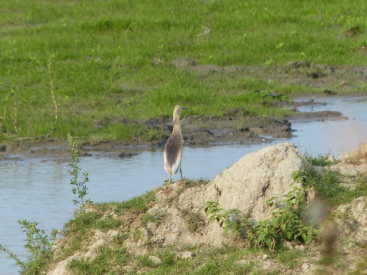 mangrovehegre - ML90701371