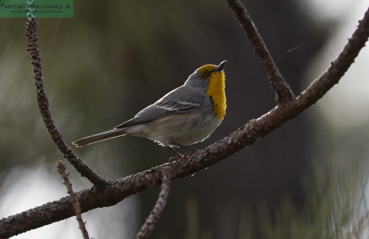 Olive-capped Warbler - ML90701481