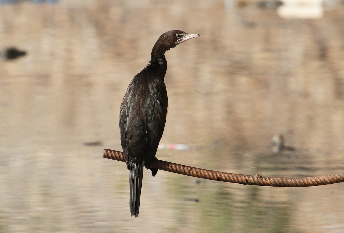 Cormoran de Vieillot - ML90701661