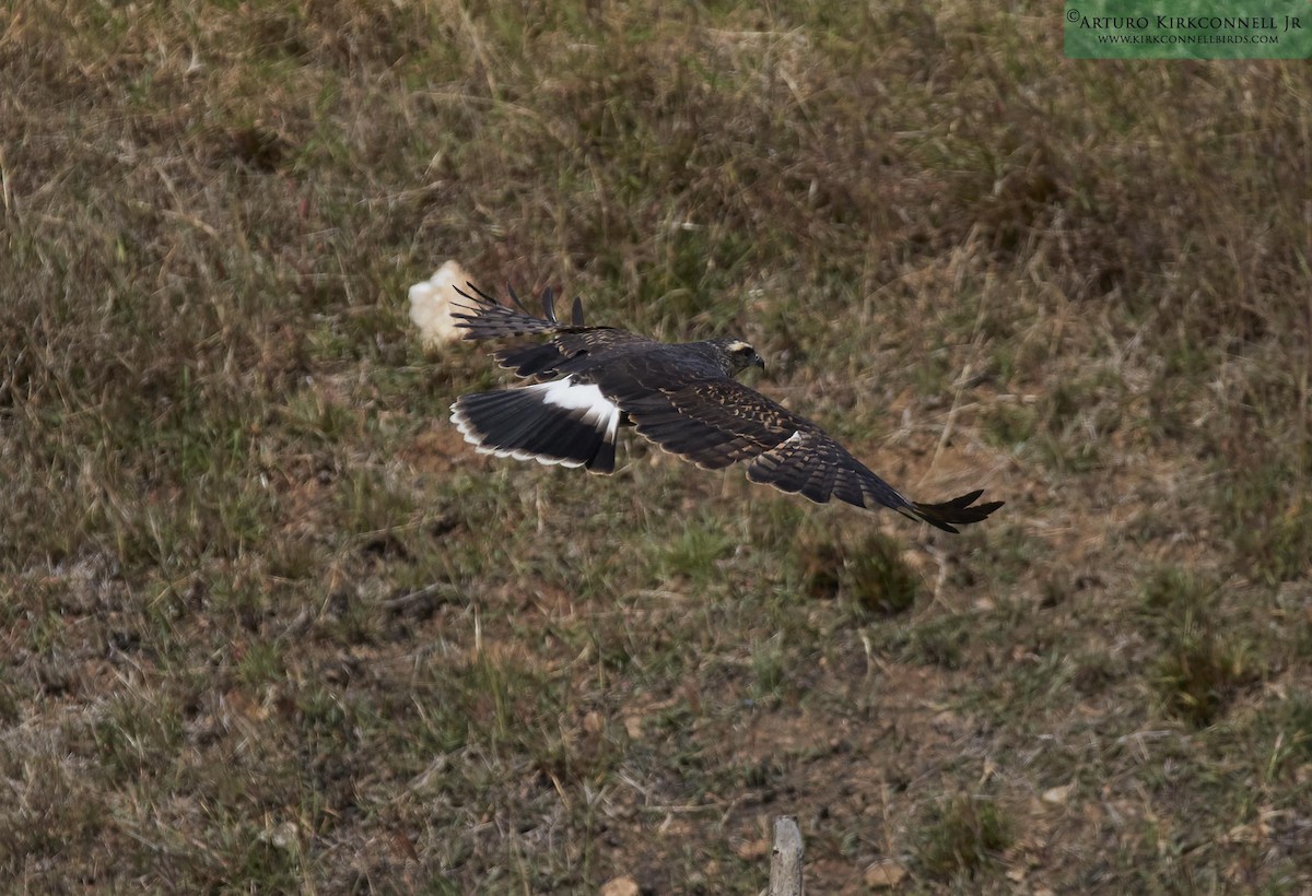 Schneckenbussard - ML90701851