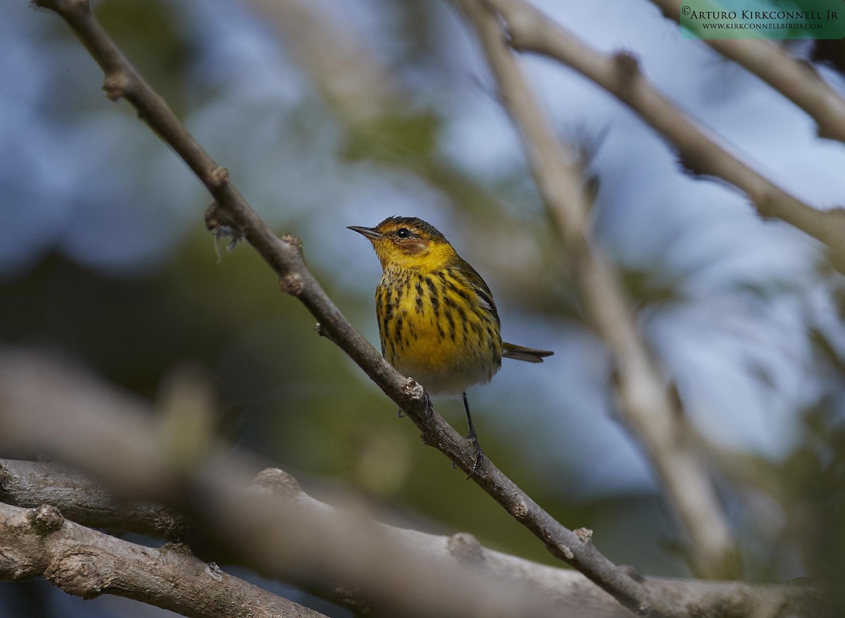 Paruline tigrée - ML90702041