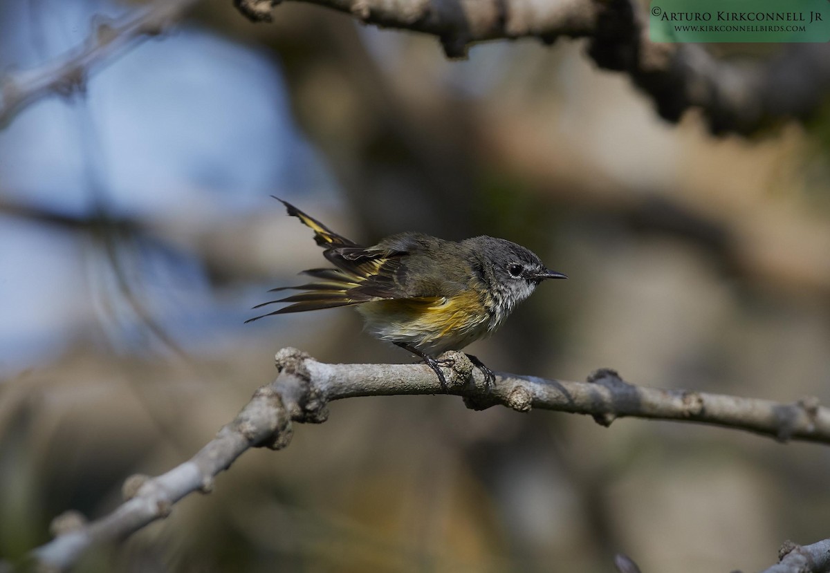 American Redstart - ML90702051