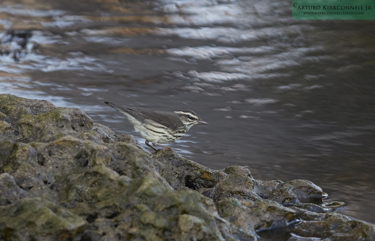 Louisiana Waterthrush - ML90702111