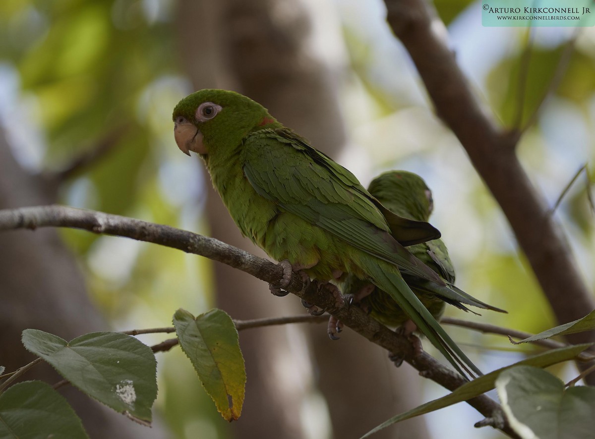 aratinga kubánský - ML90703361