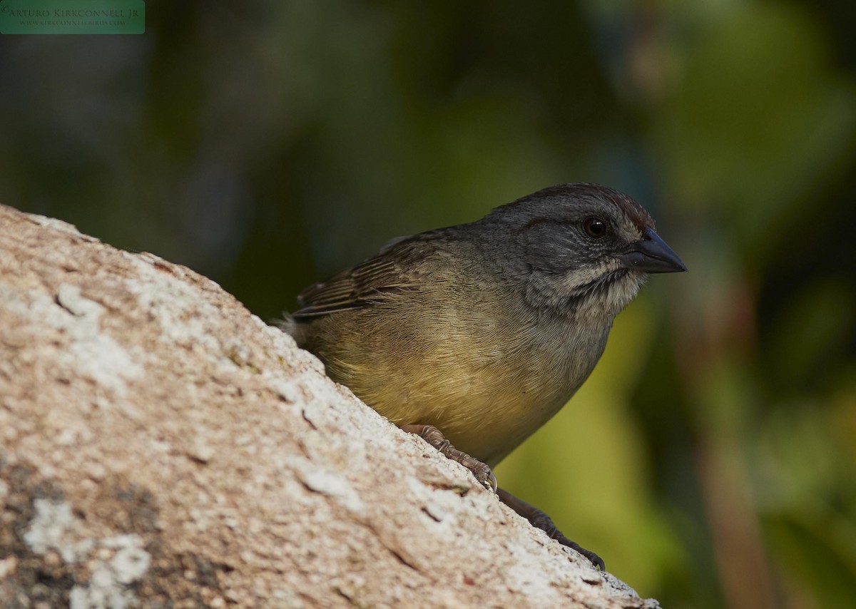 Zapata Sparrow - ML90703541