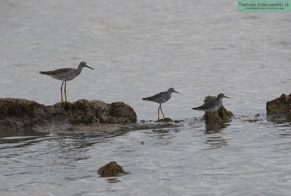 Greater Yellowlegs - ML90704001