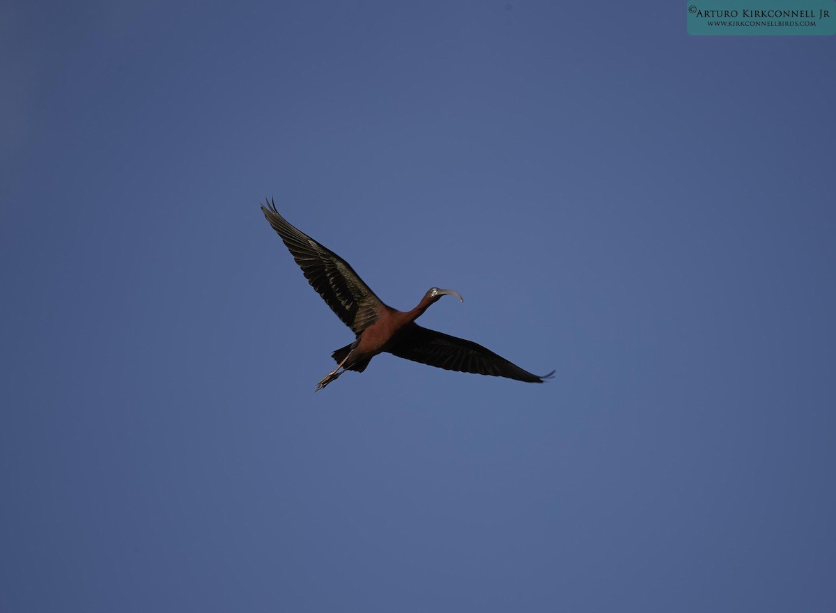 ibis hnědý - ML90704911