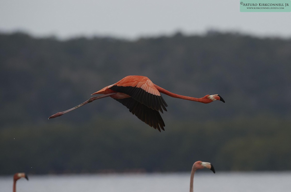 American Flamingo - ML90705231