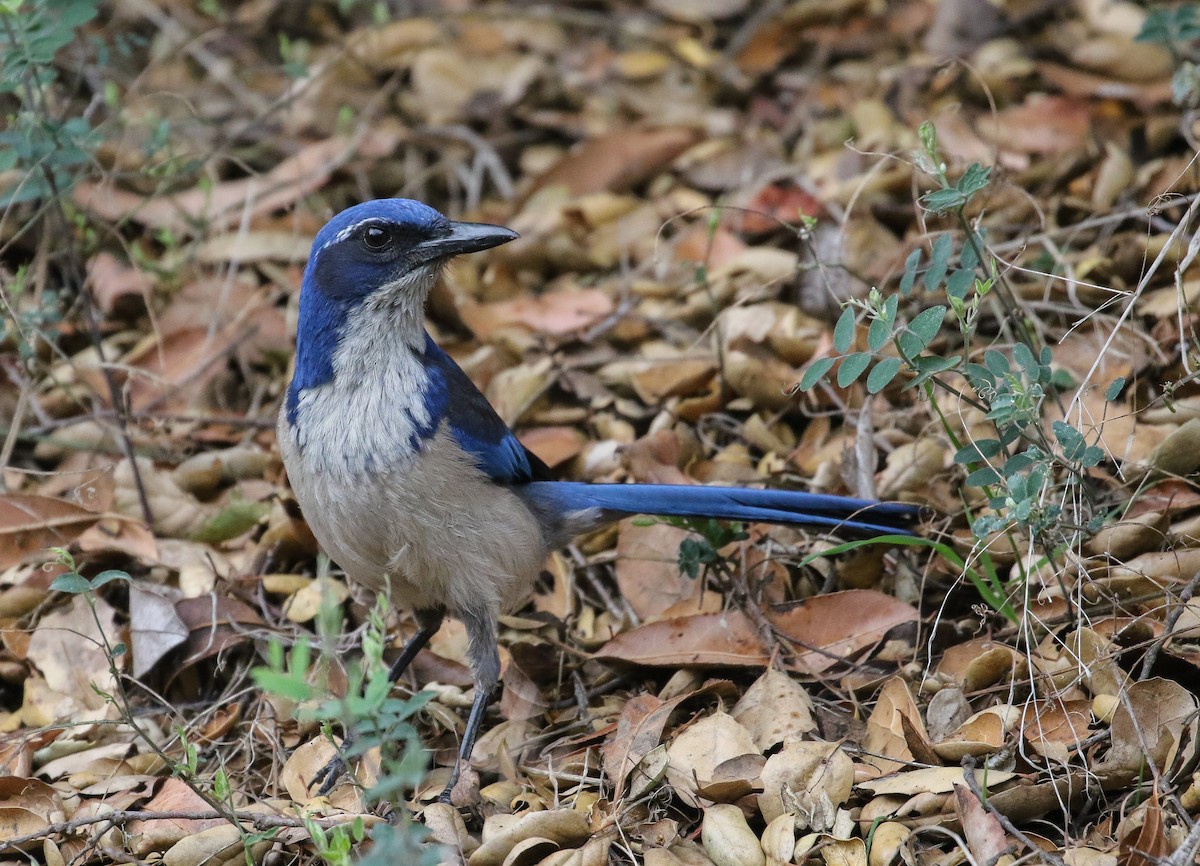 Island Scrub-Jay - ML90705451