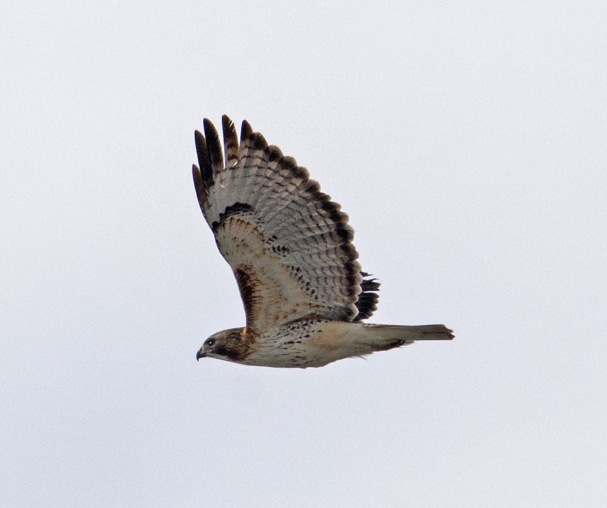 Red-tailed Hawk - ML90705731