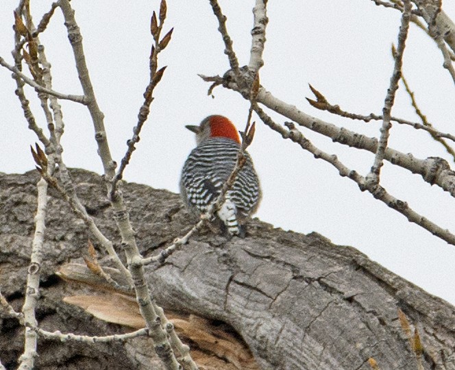 Red-bellied Woodpecker - ML90706561