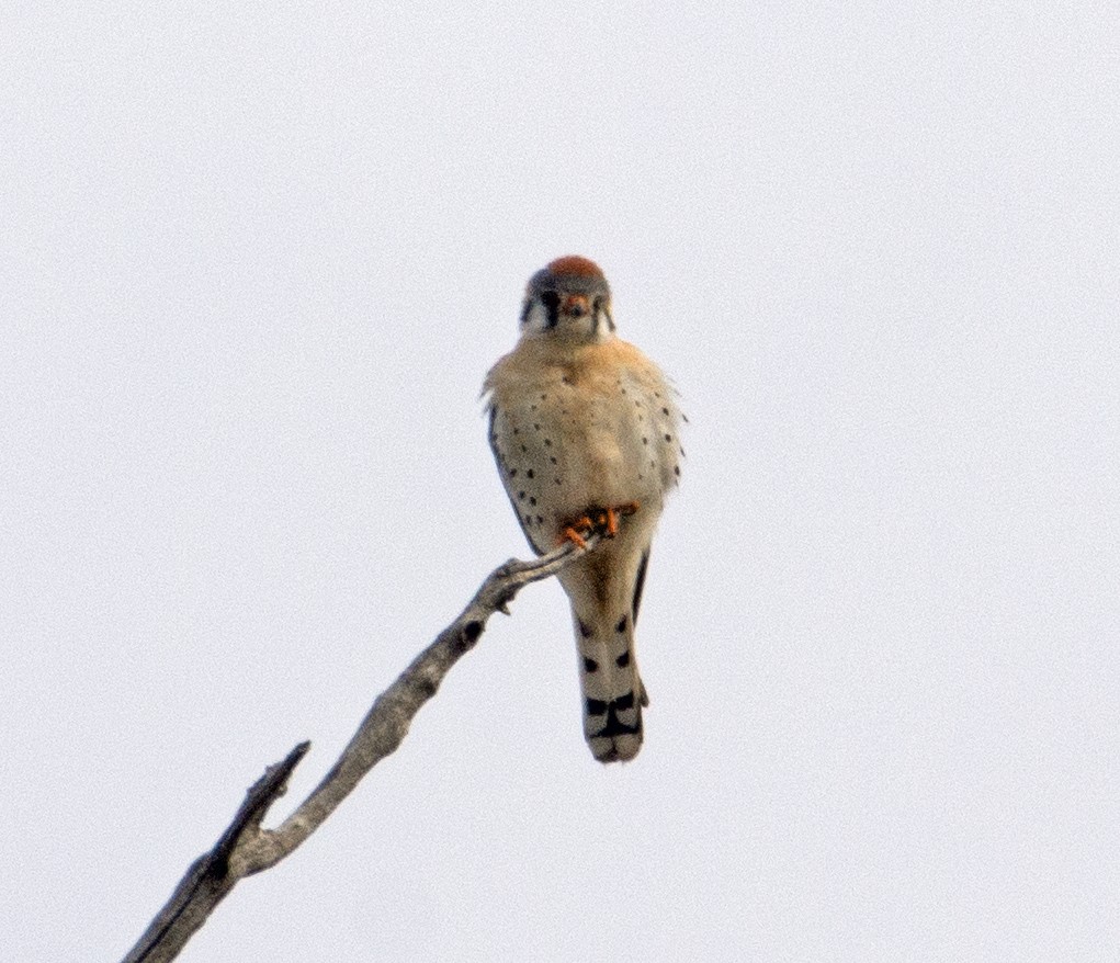 American Kestrel - ML90706651