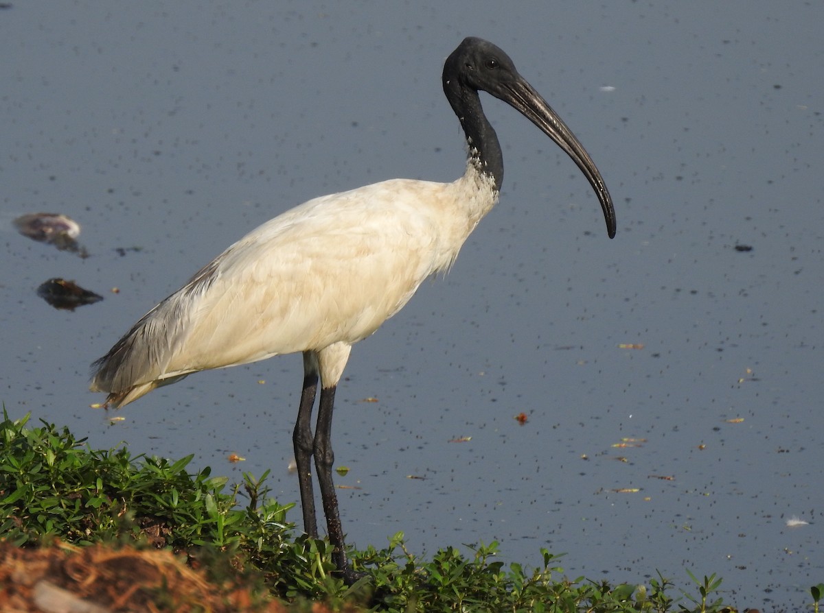 Black-headed Ibis - G Parameswaran