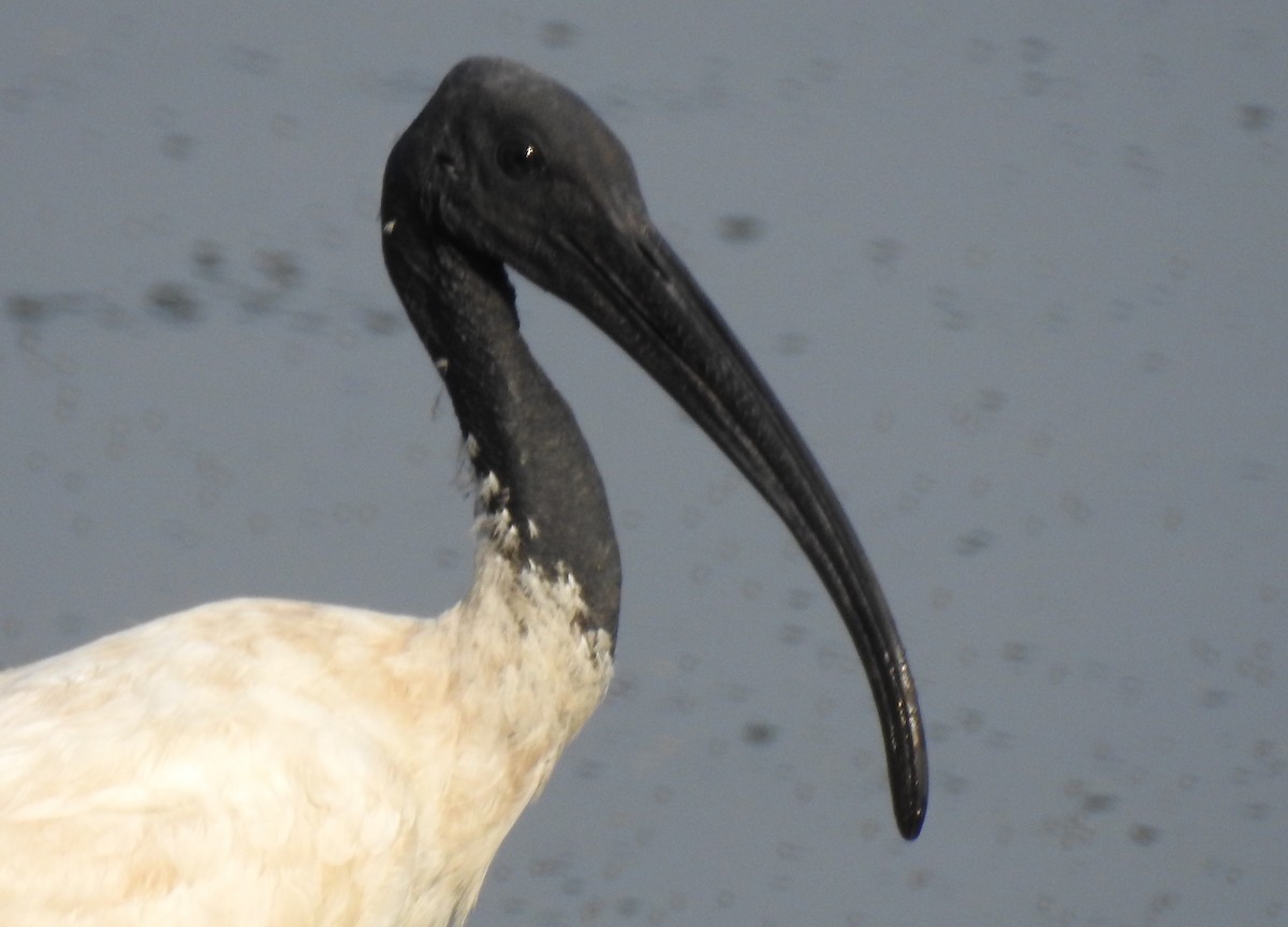 Black-headed Ibis - ML90706801