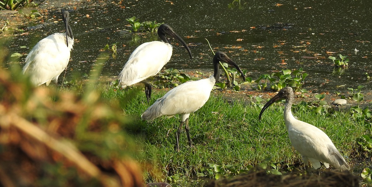 Black-headed Ibis - ML90706911