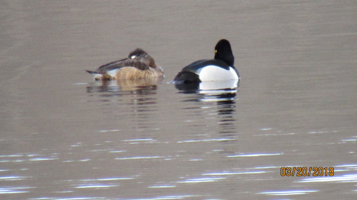 Ring-necked Duck - ML90707021