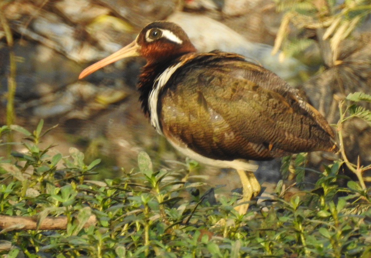 Greater Painted-Snipe - ML90707121