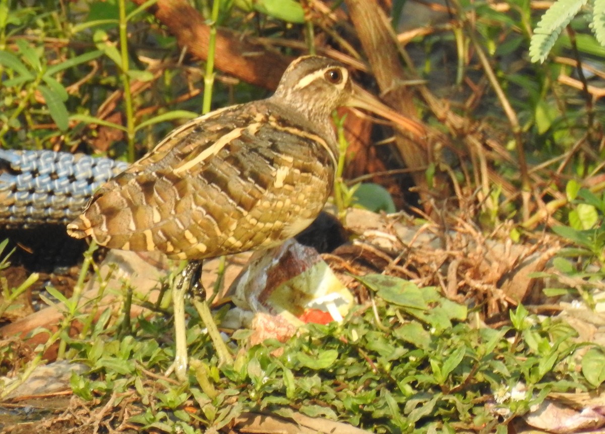 Greater Painted-Snipe - ML90707261