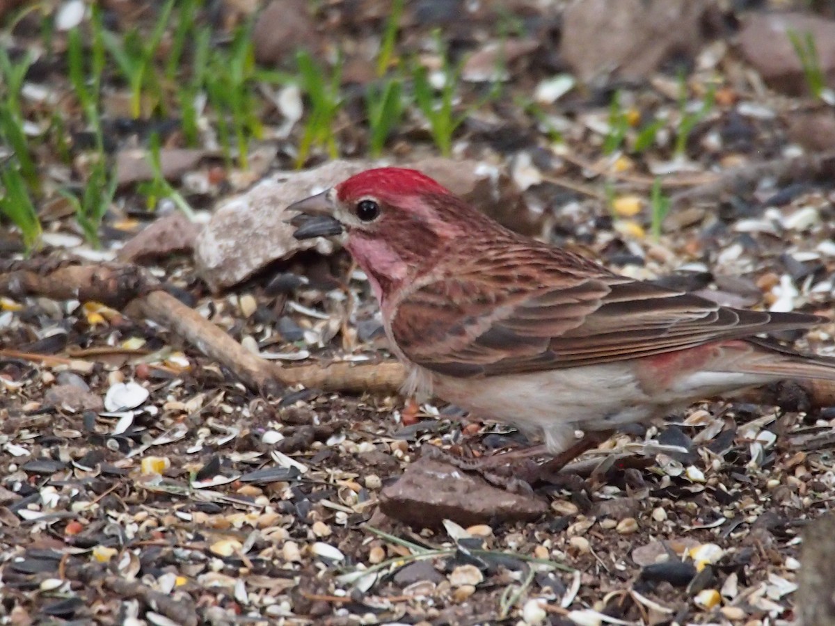 Cassin's Finch - ML90708071