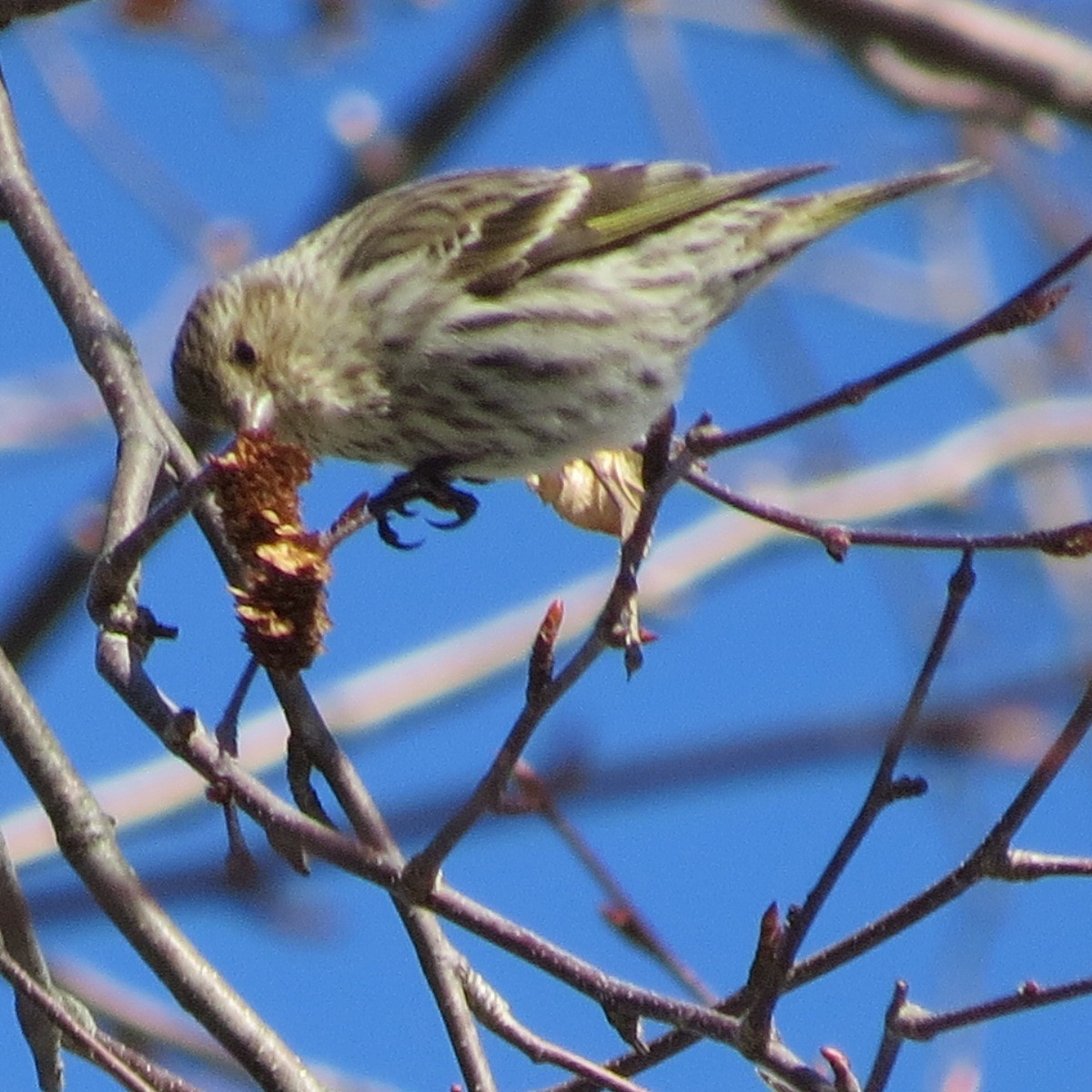 Pine Siskin - Patrice Domeischel