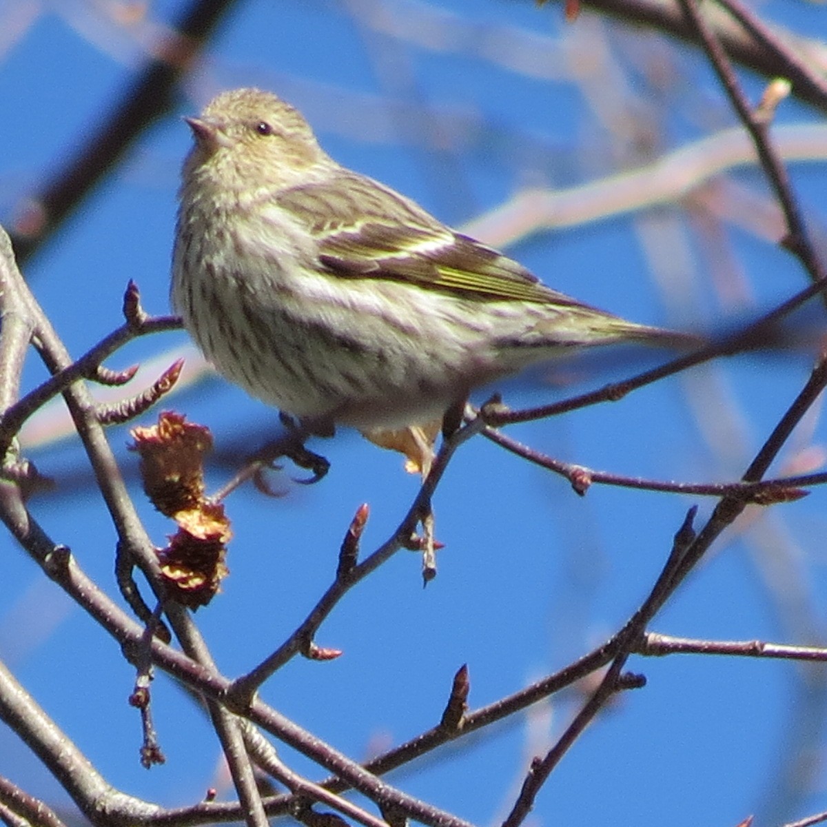 Pine Siskin - ML90708931