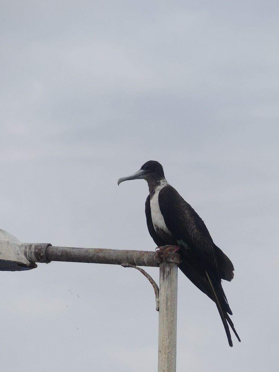 Magnificent Frigatebird - ML90709521