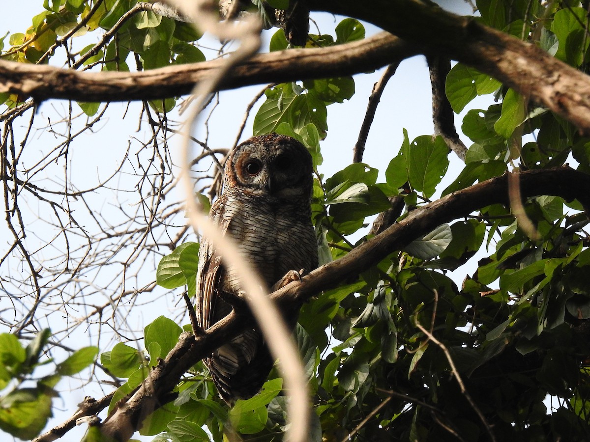 Mottled Wood-Owl - ML90710401