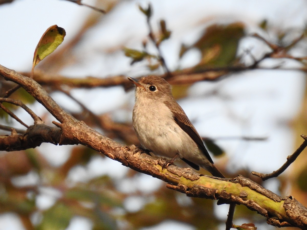 Asian Brown Flycatcher - ML90710451