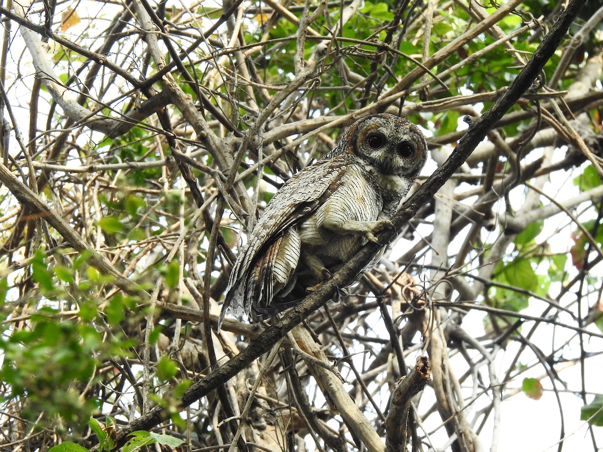 Mottled Wood-Owl - ML90711201