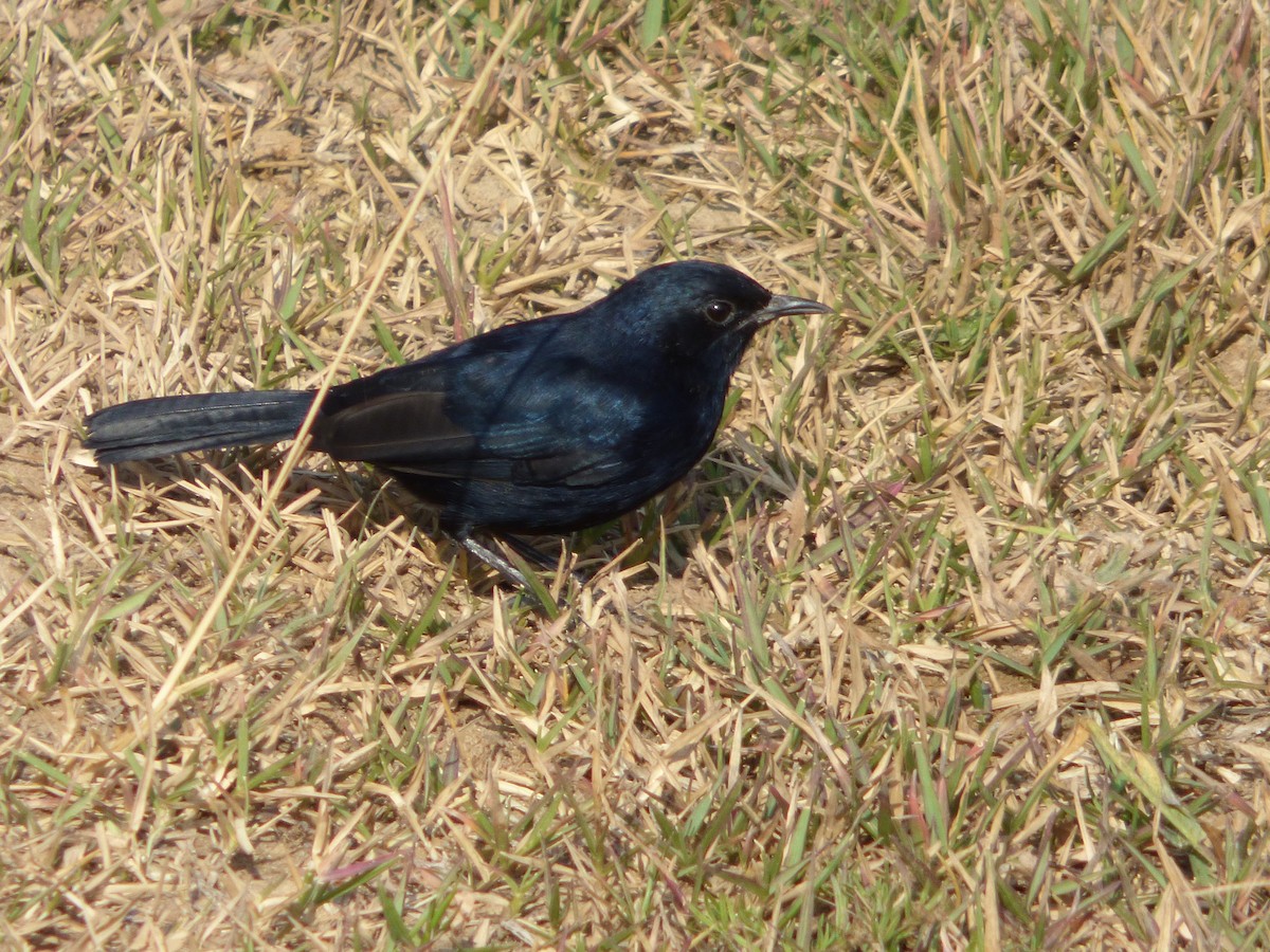 Indian Robin - ML90713901