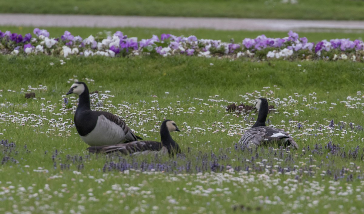 Barnacle Goose - ML90714181