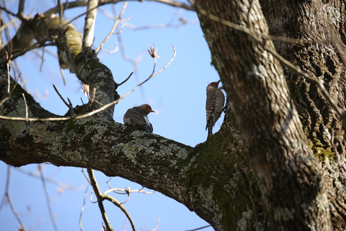 Northern Flicker - ML90715571