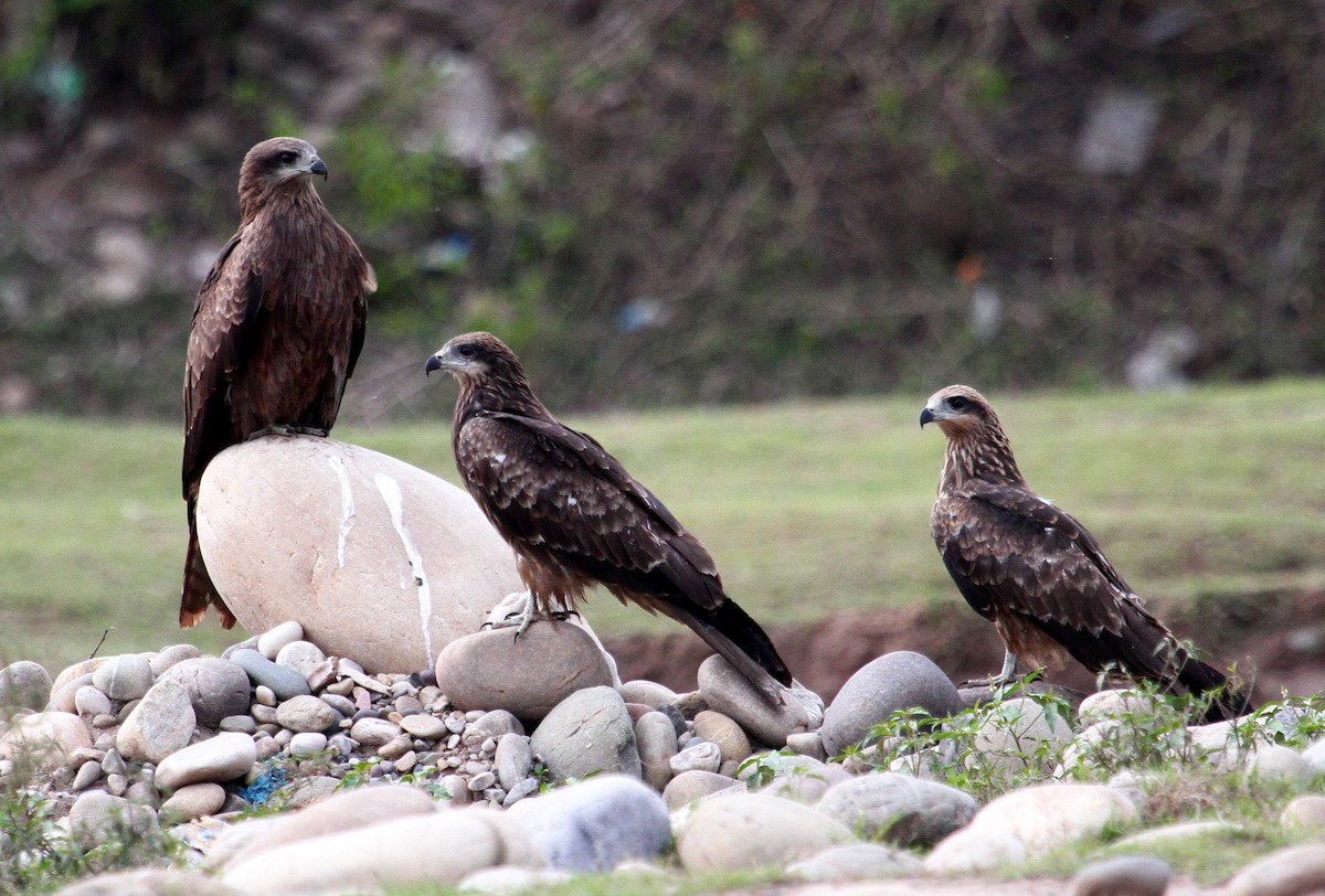 Black Kite - Neeraj Sharma