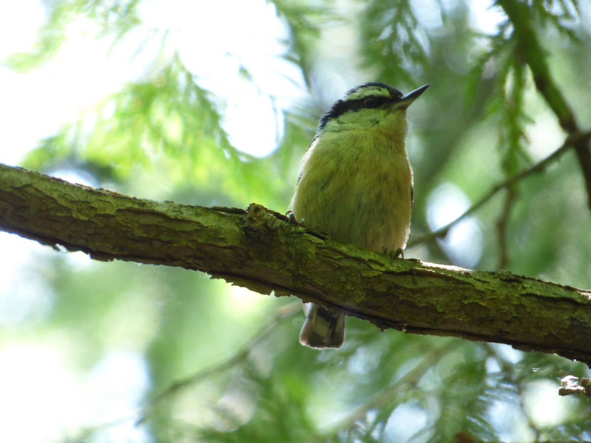 Red-breasted Nuthatch - ML90719111