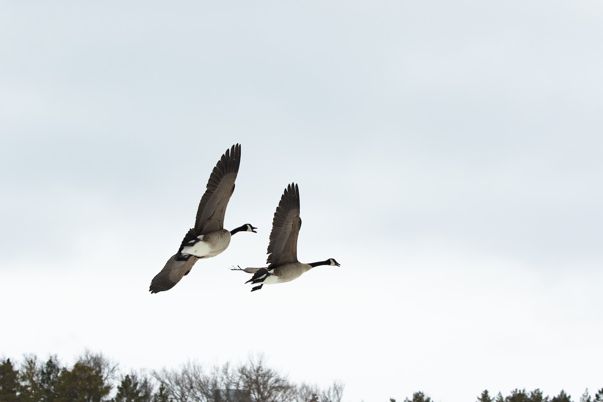 Canada Goose - Debbie Young