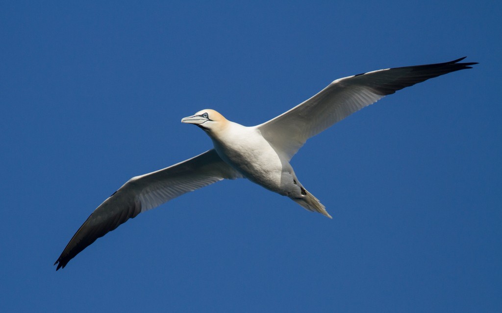 Northern Gannet - ML90719611