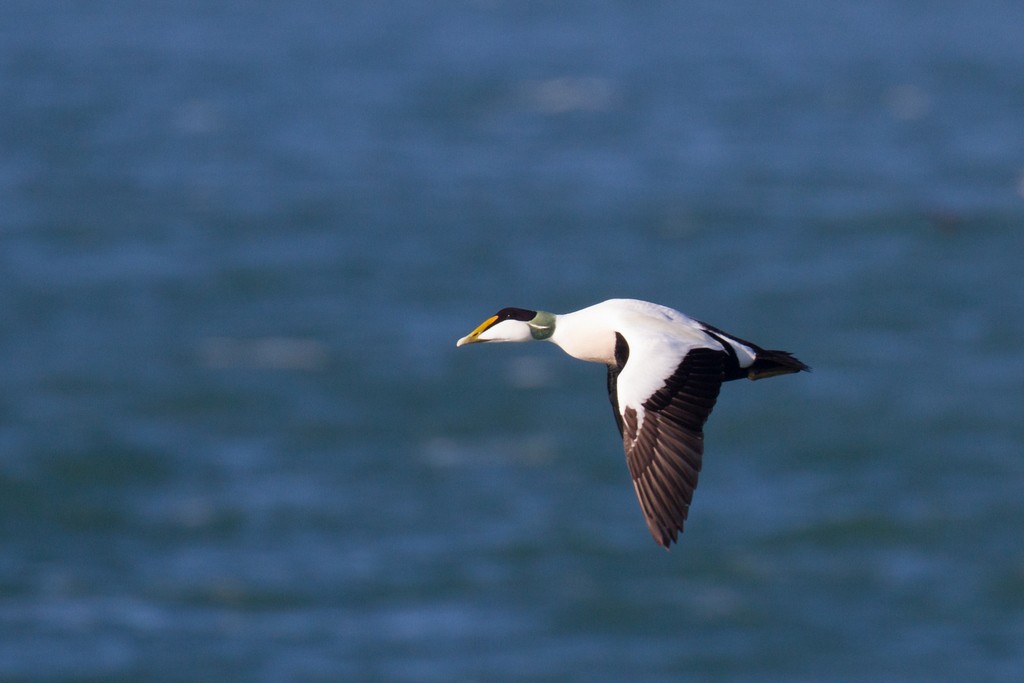 Eider arrunta (eurasiarra) - ML90719671