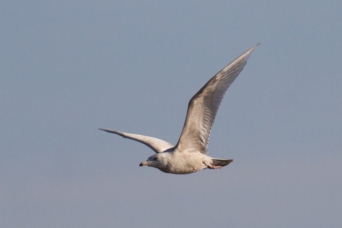 Glaucous Gull - ML90719751